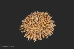 Sawtooth Oak Acorn Cap