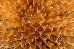 Sunflower Seed Head