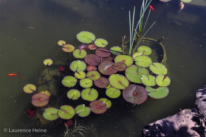Raindrops on Lily Pads