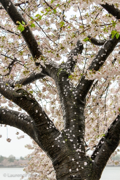 Petals on wet bark