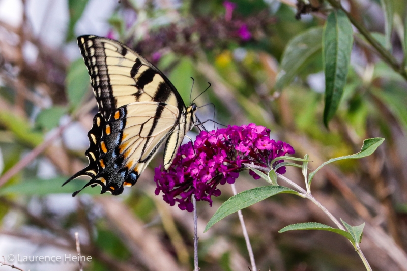 Eastern Tiger Swallowtail Butterfly (female) 1
