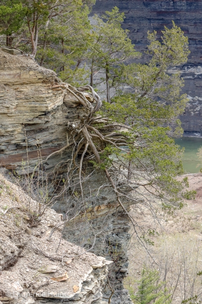 Tenacious Cedar