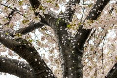 Petals on wet bark