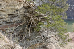 Tenacious Cedar