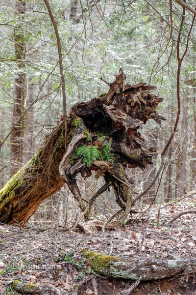 Tree Trunk