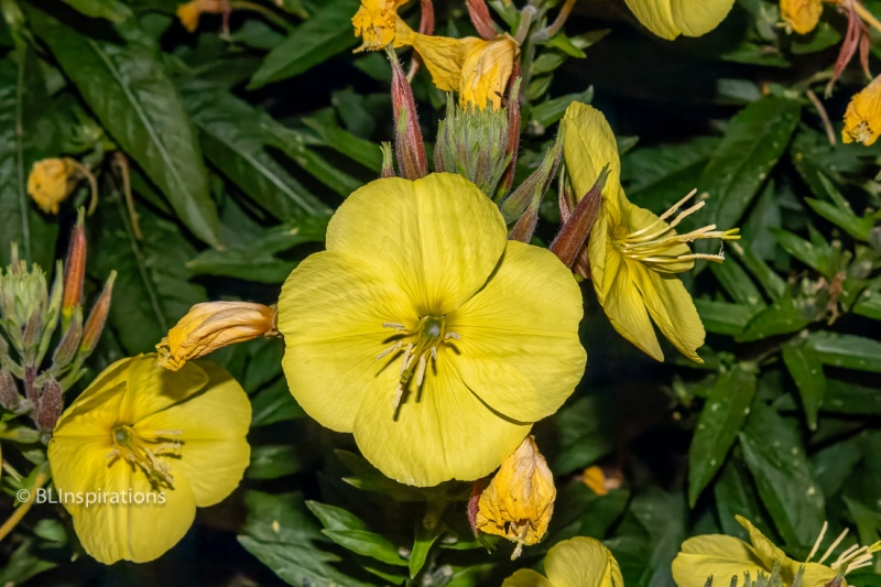 Evening Primrose blossom