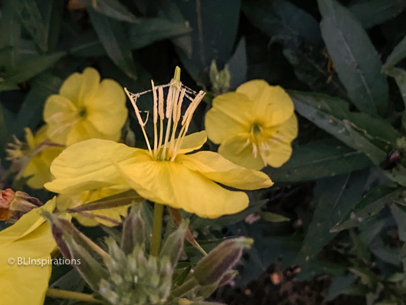 Stamens and stigma of Evening Primrose blossom