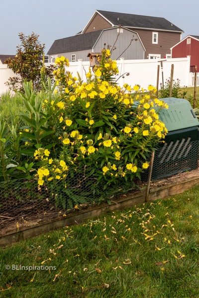 Evening Primrose blosoms the next morning