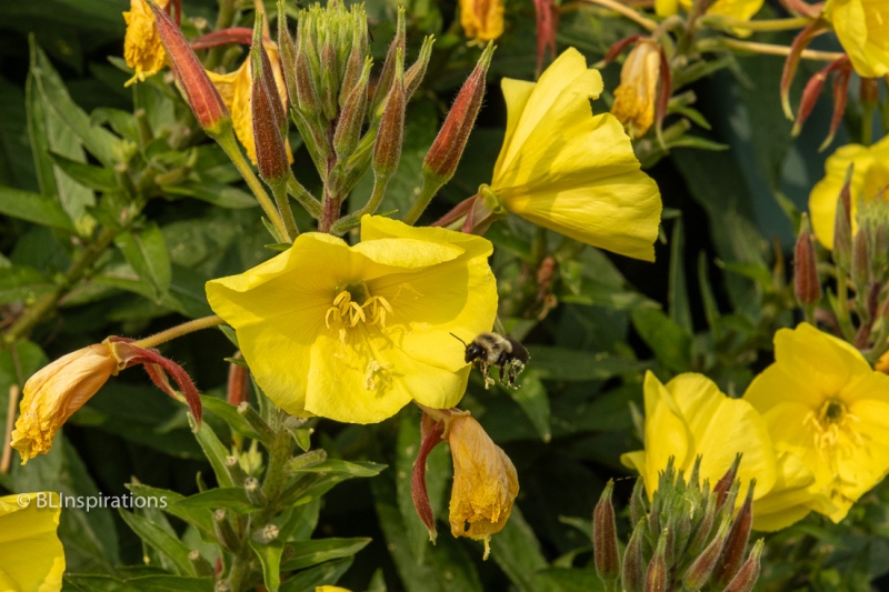 Bumble bee near Evening Primrose blossom