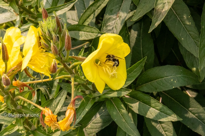 Bumble bee in Evening Primrose blossom