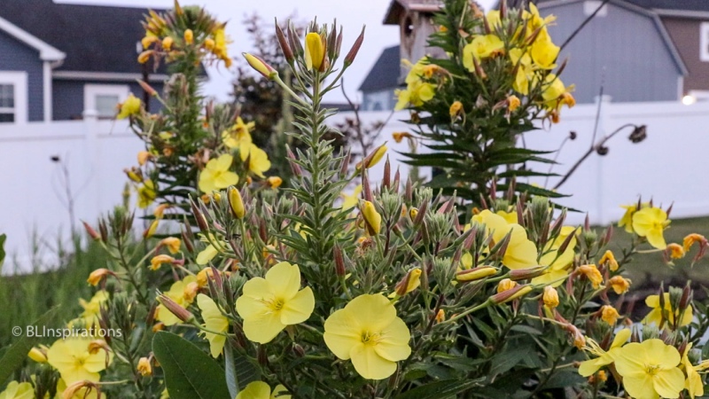 A group of Evening Primrose blossoms shortly after opening