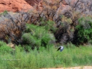 Great Blue Heron in Glen Canyon 2