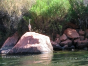 Great Blue Heron in Glen Canyon 3