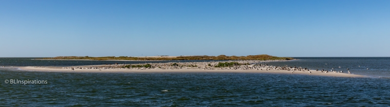 Birds on Sandbar near Hatteras