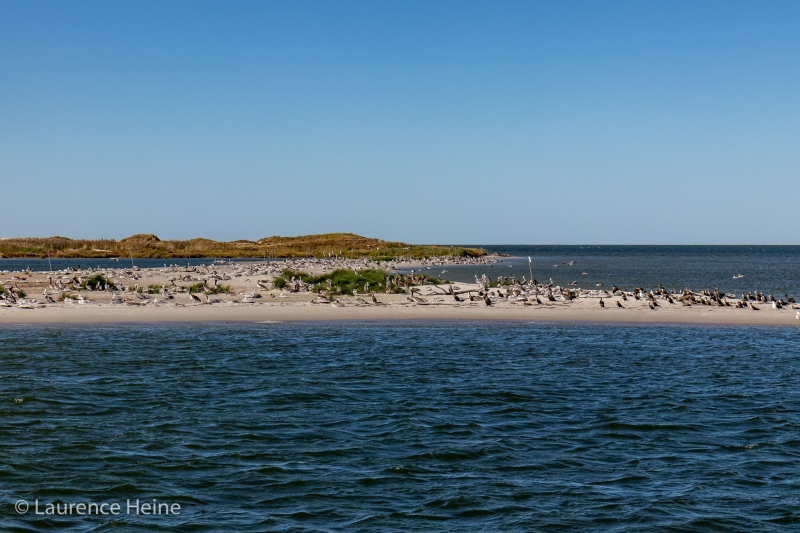 Birds on Sandbar near Hatteras 2