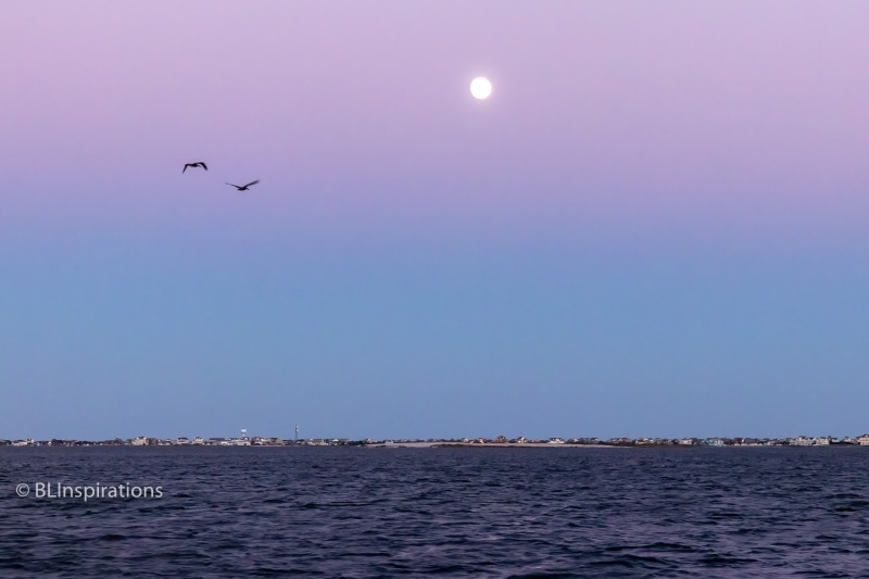 Pelicans and Full Moon