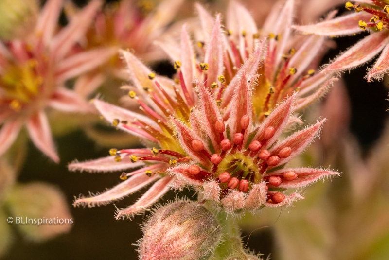 Houseleek Flower 1