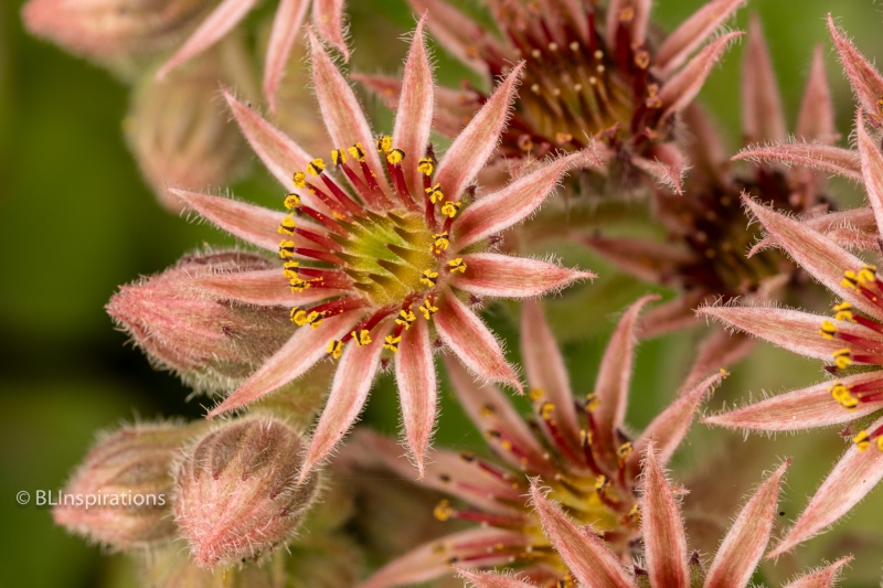 Houseleek Flower 4