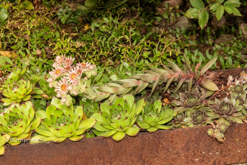 Houseleek stalk with flowers 2