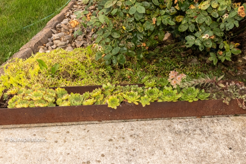 Houseleek pan with flowers 1