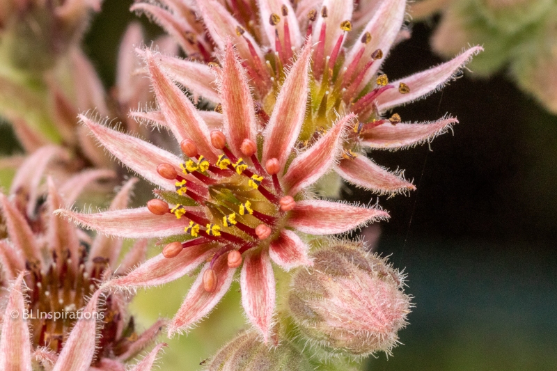 Houseleek Flower 3