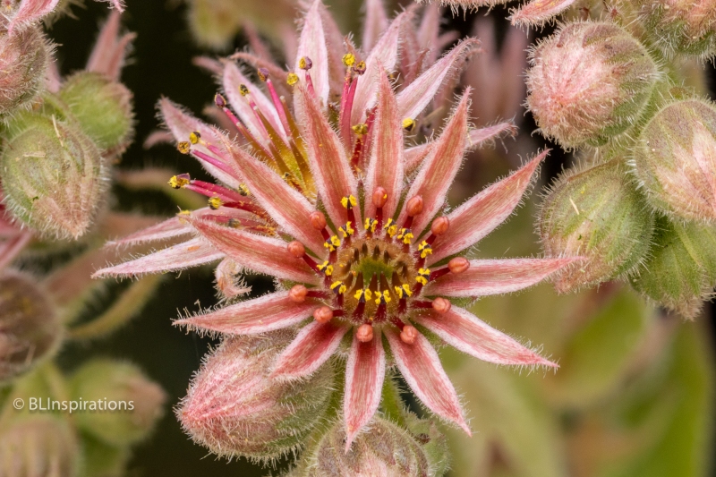 Houseleek Flower 2