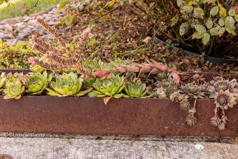 Houseleek stalk with blooming and dead flowers