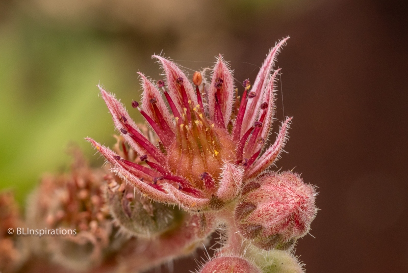 Houseleek Flower 5