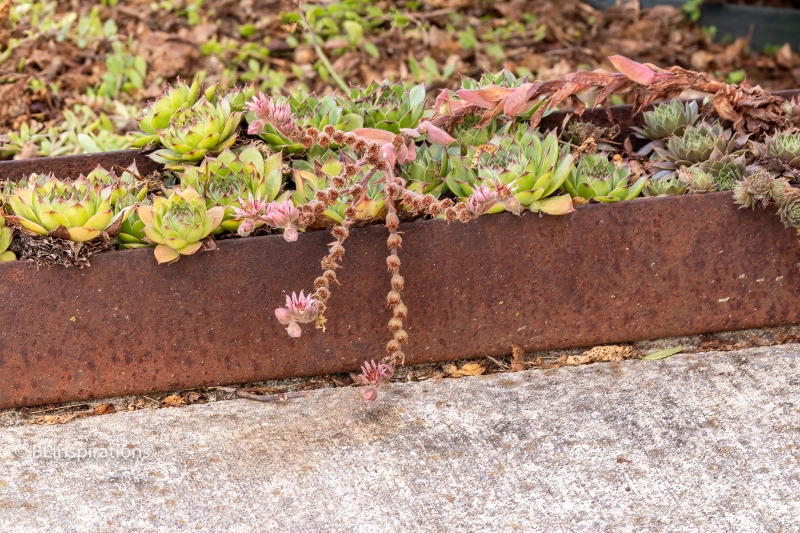 Houseleek stalk with mostly dead flowers