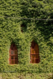 Ivy Covered Church - Gothic Windows