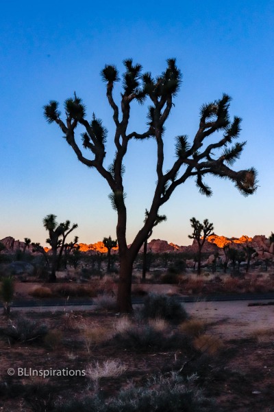 Joshua Tree at Sunset