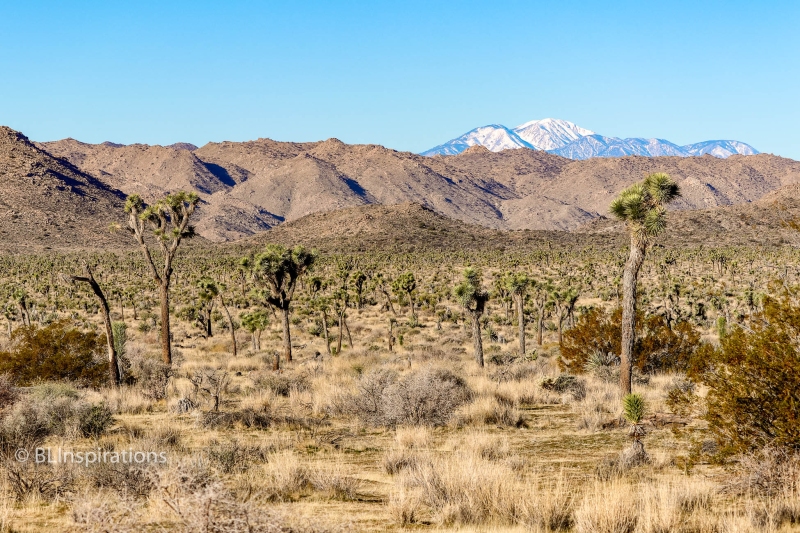 Stand of Joshua Trees 2