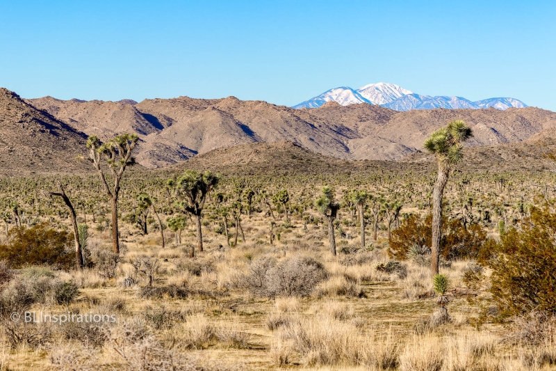 Stand of Joshua Trees 2