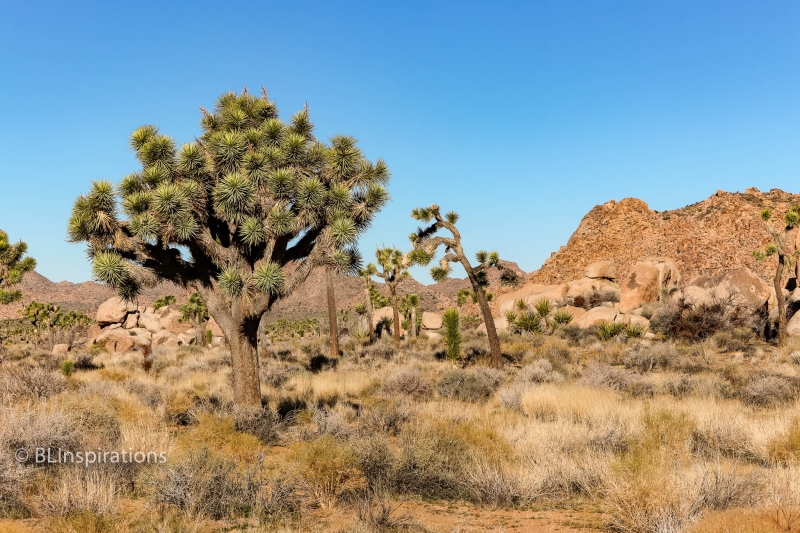 Joshua Tree 1