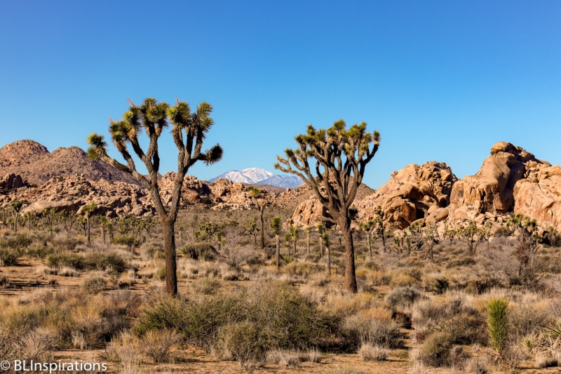 Joshua Trees with San Gorgonio Mountain