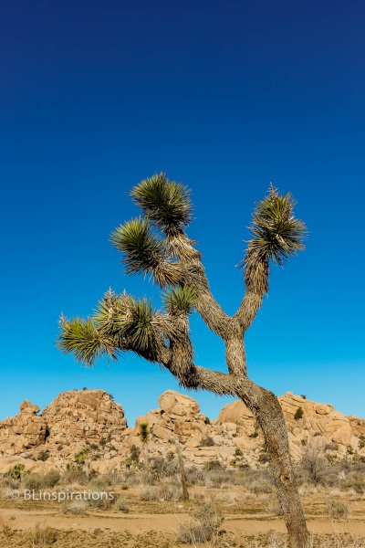 Joshua Tree 2