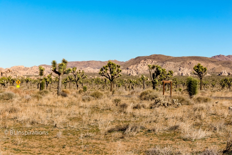 Stand of Joshua Trees 1