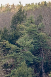 Bald Eagle near Letchworth Park Upper Falls