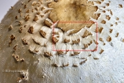 Top surface of mushroom cap