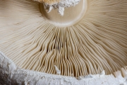 Gills of Chlorophyllum molybdites Mushroom