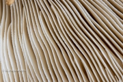 Closer view of mushroom gills