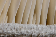 Detail of edge of mushroom gills