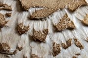 Close-up of mushroom cap surface