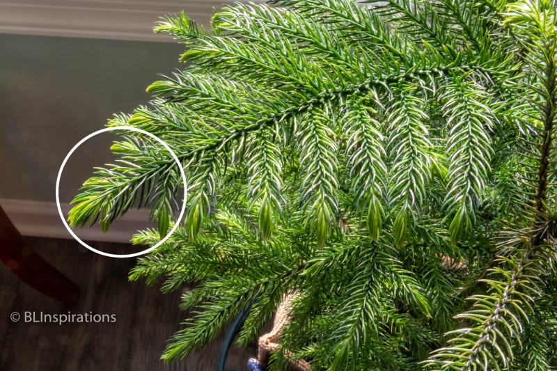 Norfolk Pine branch
