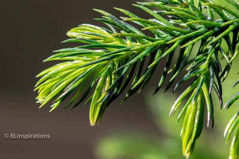 Norfolk Pine Branch Tip