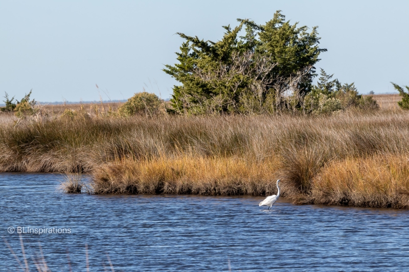 Great White Egret near Wanchese, NC