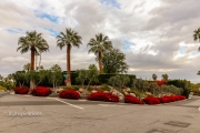 Plantings at W. Stevens Rd. and Camino Norte