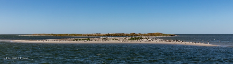 Birds on Sandbar near Hatteras