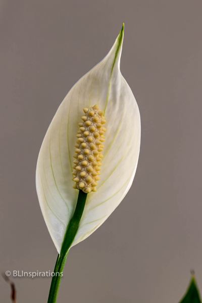 Peace Lily 4
