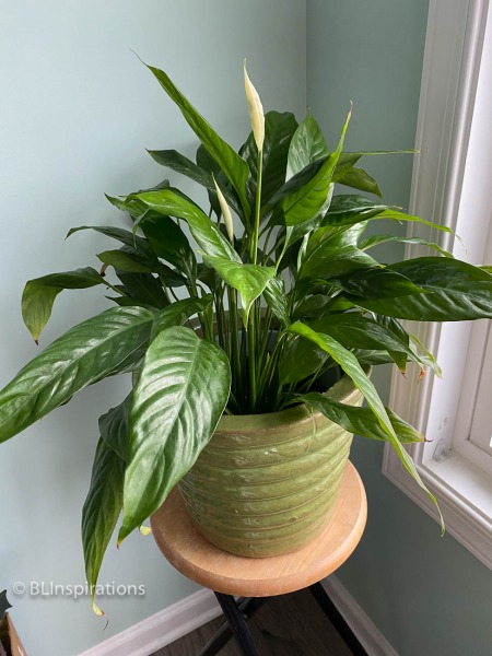 Peace Lily